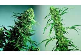 Different types of cannabis
