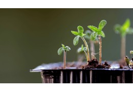 How to germinate cannabis seeds successfully