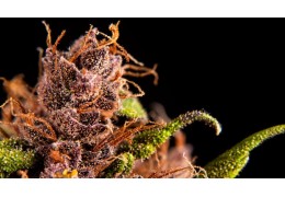 Top 5 de las mejores variedades de marihuana roja