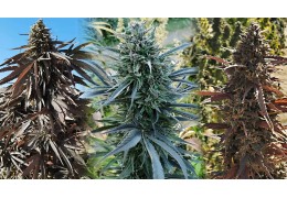 Las mejores semillas de marihuana para exterior