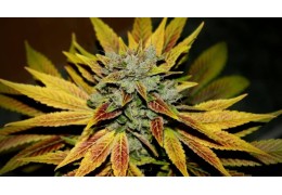 Top 10 most powerful cannabis strains