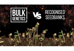 Unterschiede zwischen Bulk Genetics Bulk-Saatgut und dem der Originalbanken?