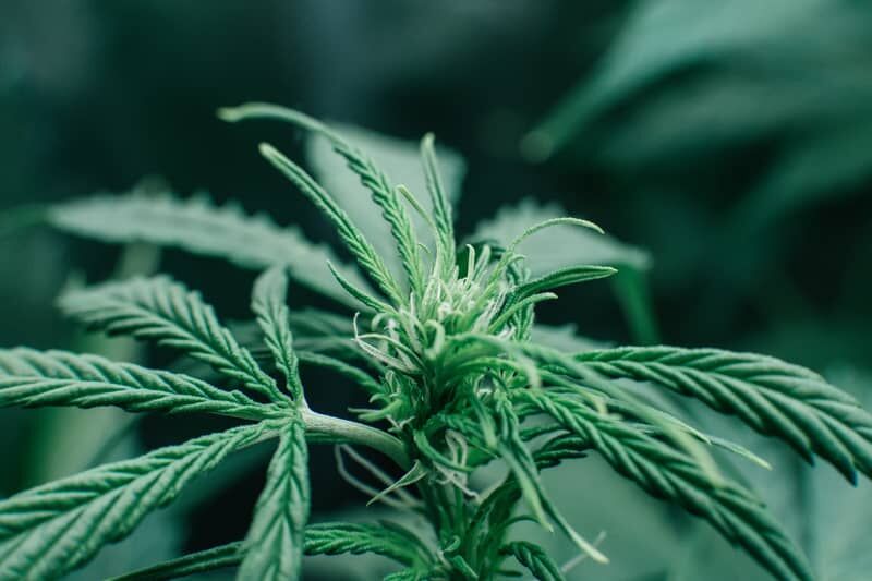 CBD Samen