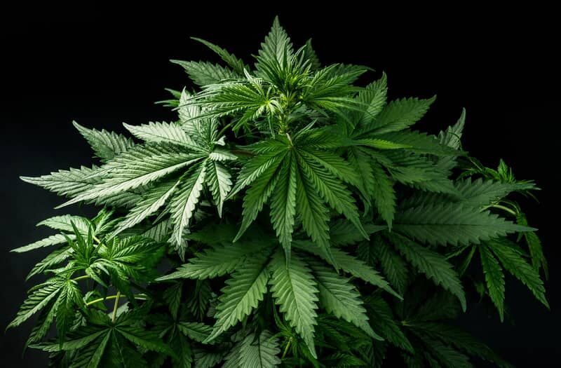 Autoflower Samen