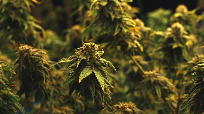 Cannabis Samen unter 1 Euro