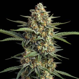 Devil Jack XL Auto