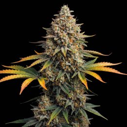 Red Skunk Auto