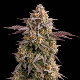 Blue Cheese Auto