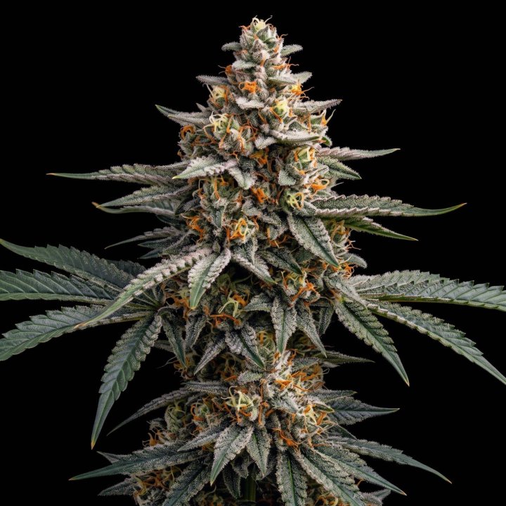 Blueberry Auto