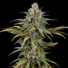 Cheese Auto