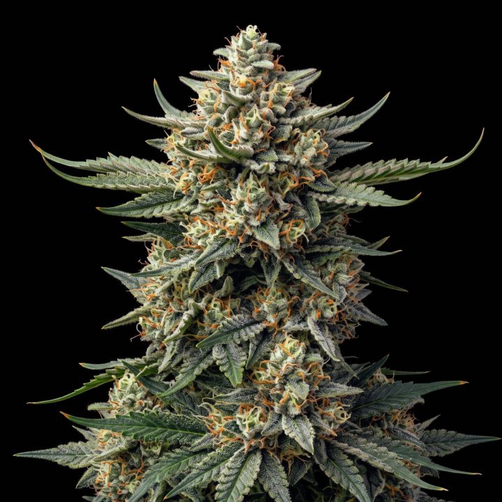White Caramel Auto