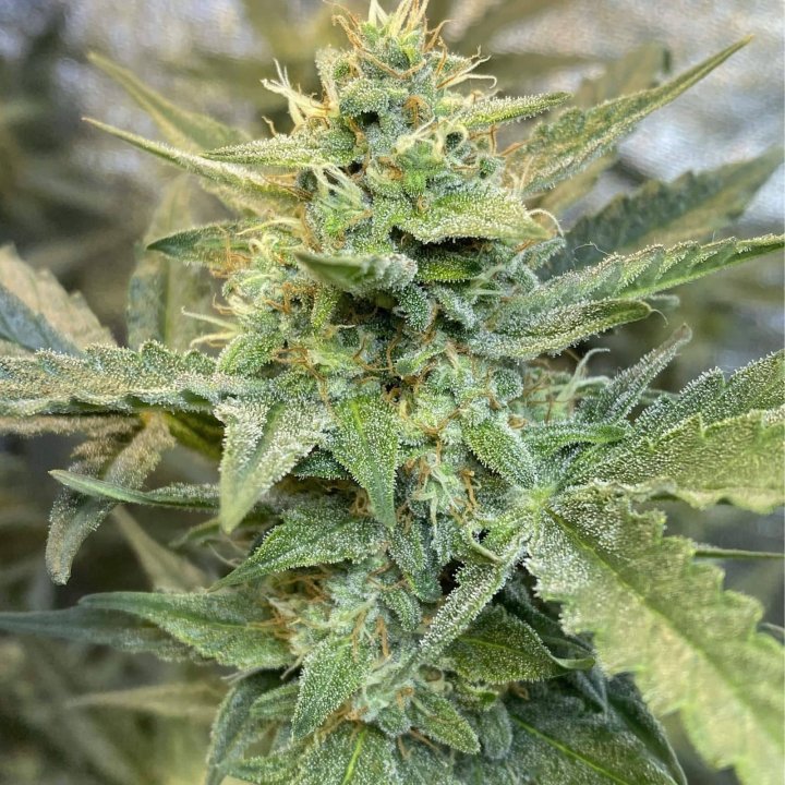Critical XXL Auto