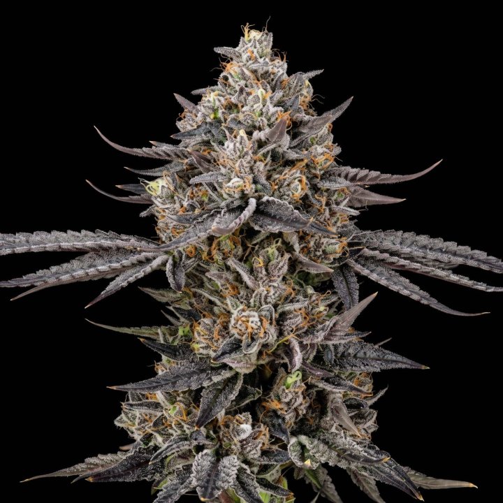 Crystal Bud XL Auto