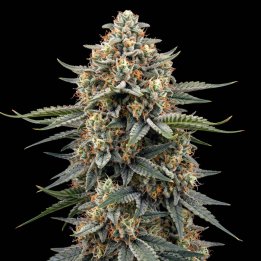 Gelato Auto