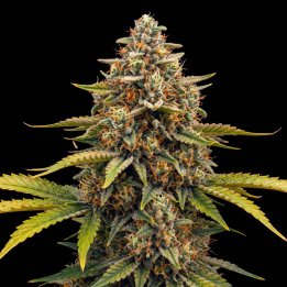 Green Skunk XL Auto