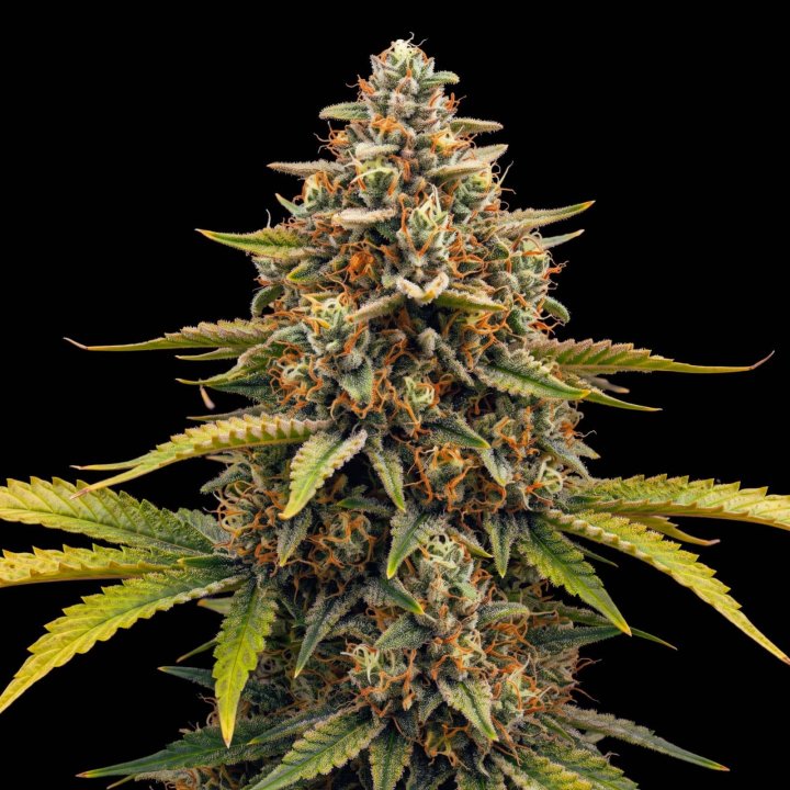 Green Skunk XL Auto