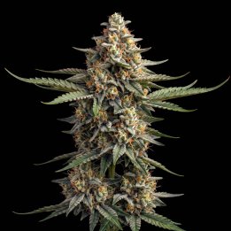 Haze Pure CBD Auto