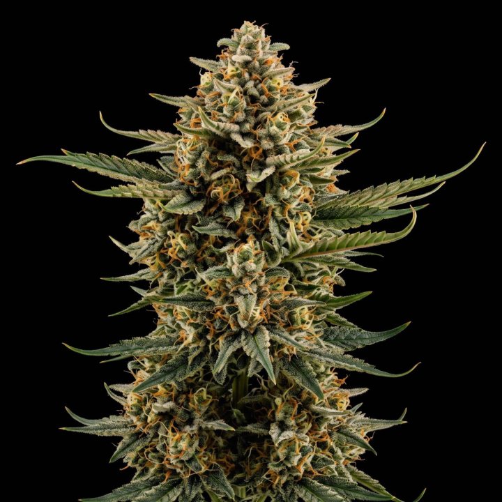 Hindu Kush Auto