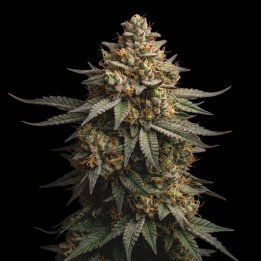 Moby Dick Auto