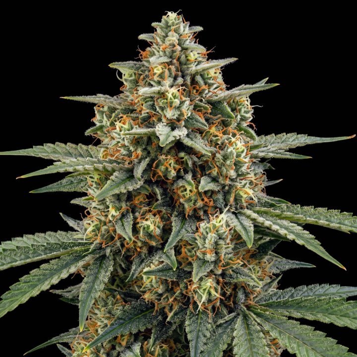 Lemon Skunk Auto