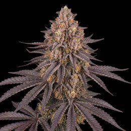Runtz Muffin XL Auto