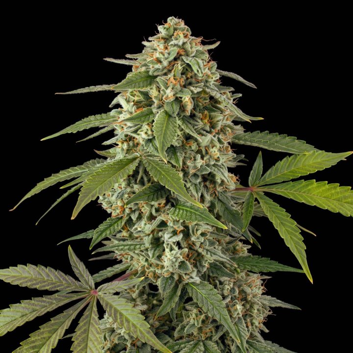 White Widow Auto