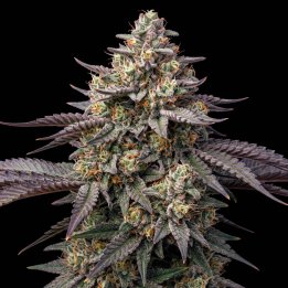 White Caramel CBD