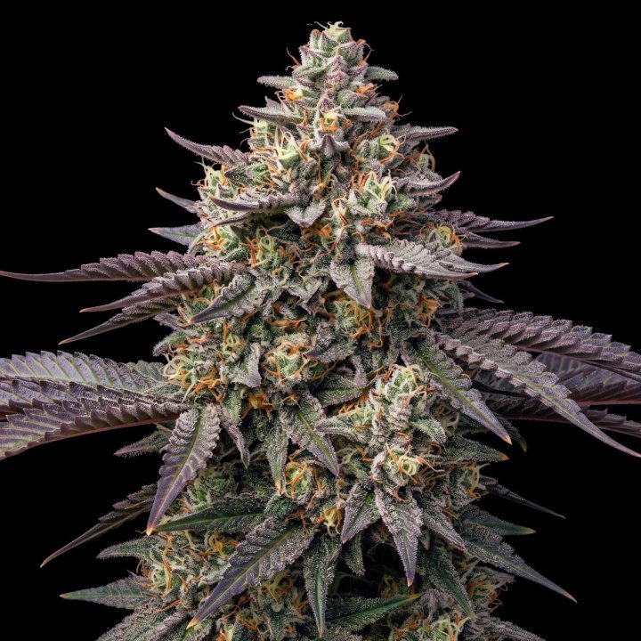 White Caramel CBD