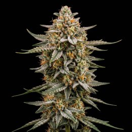 Big Bud Regular