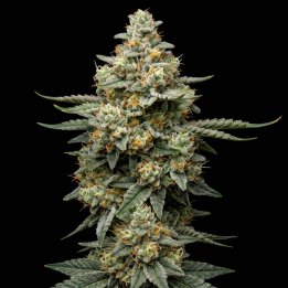 OG Kush Regular