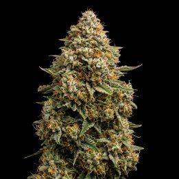 Bruce Banner