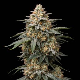 Lemon Tree