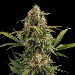 Forbidden Fruit