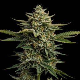 CBD Swiss Chocolate