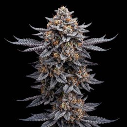 Gorilla Glue CBD Auto