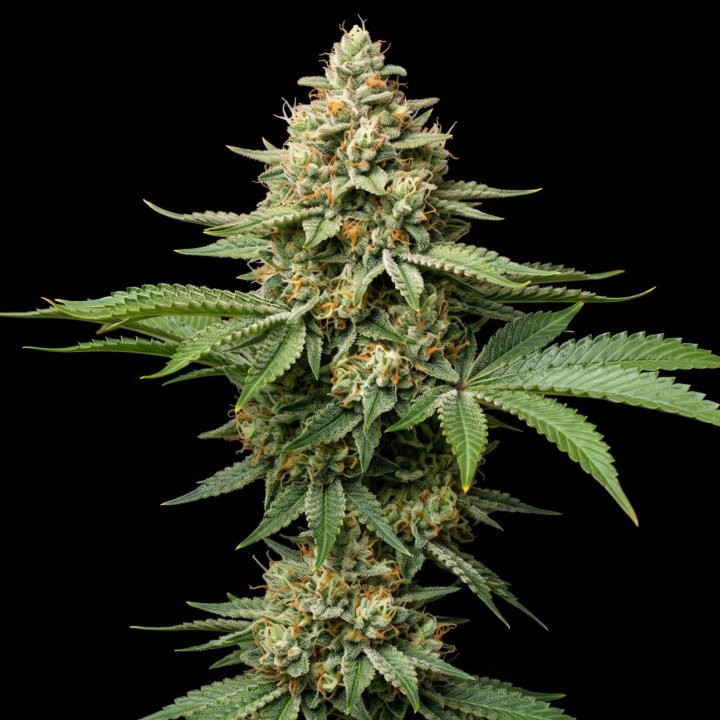 Zkittlez Lemon Haze Auto