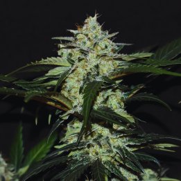 Gelato Runtz Weed Strain
