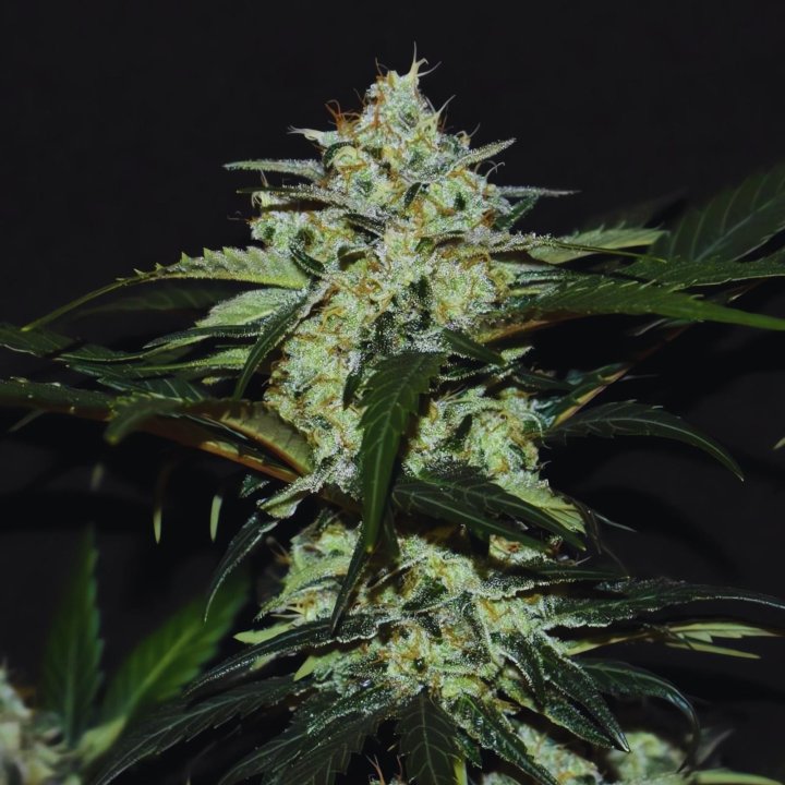 Gelato Runtz Weed Strain