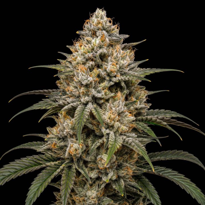 Miracle Alien Cookies