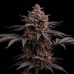 Blueberry Cheesecake