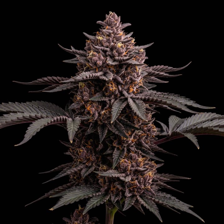 Blueberry Cheesecake