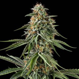 Rainbow Sherbet 11