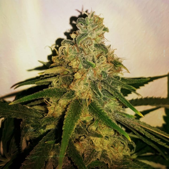 Cannalope Haze