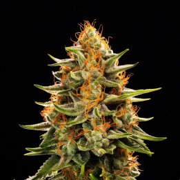 Lemon Pie Weed Strain - Feminized Seeds