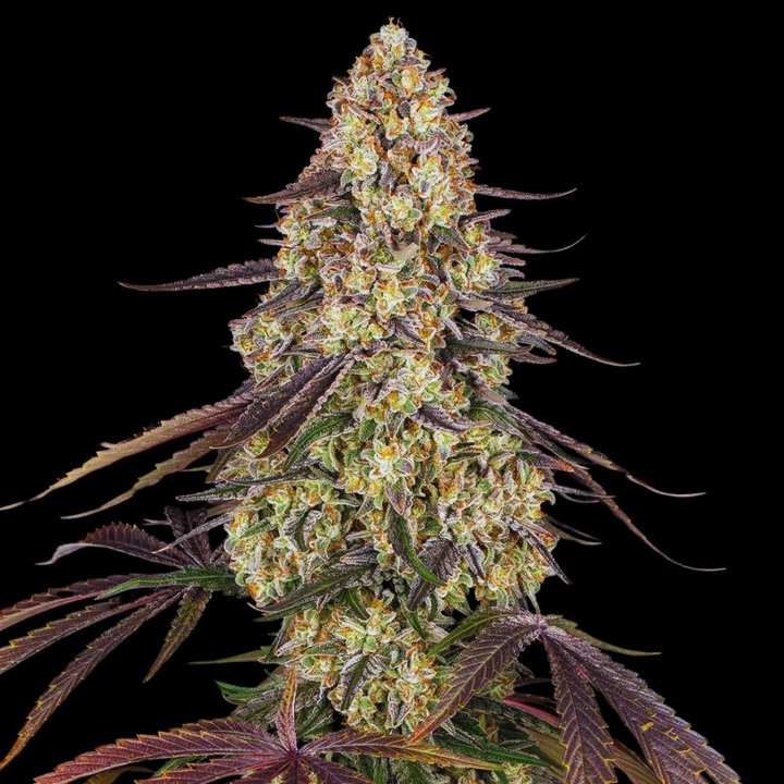 Kush Mintz Strain - Feminized Cannabis Seeds