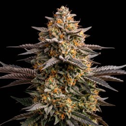 Grape Ape Auto