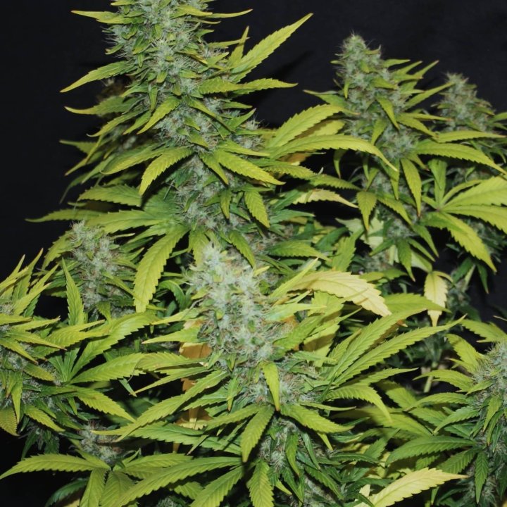 CBD Therapy