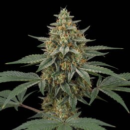 Widow Chem