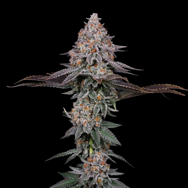Grape Gas Seeds Strain Weed Cannabis