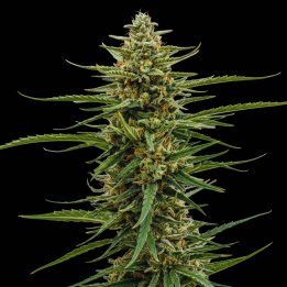 Colombian Gold Seeds - Feminized Cannabis